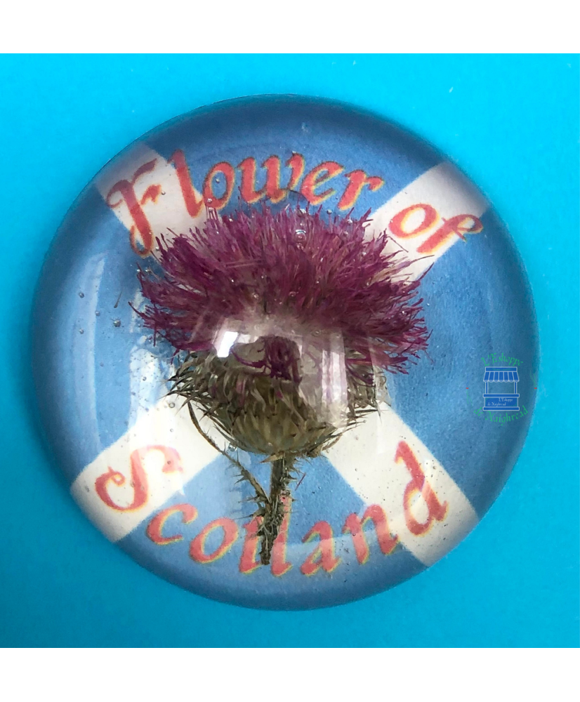 Magnet Chardon Flower of Scotland